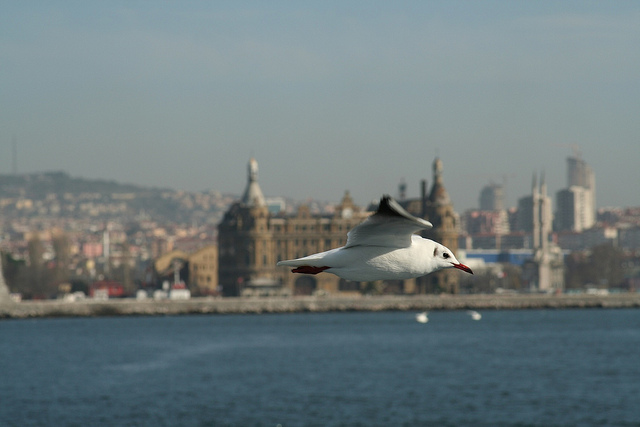 Bosphorus Seagull