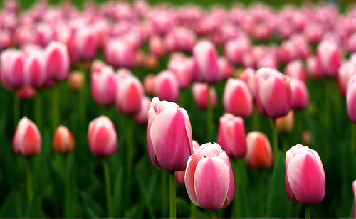 A p r i l tulips in istanbul