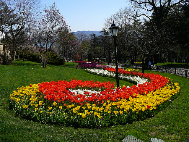 Array of tulips