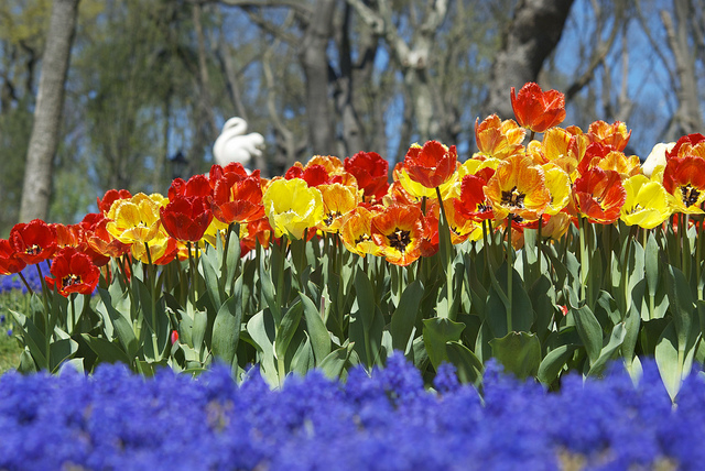 Tulip Time in Istanbul