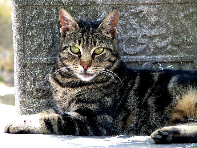 Istanbul Cat 3