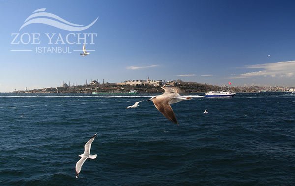 Cruising by Seraglio Point with Seagulls