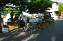horse-carraige-tours